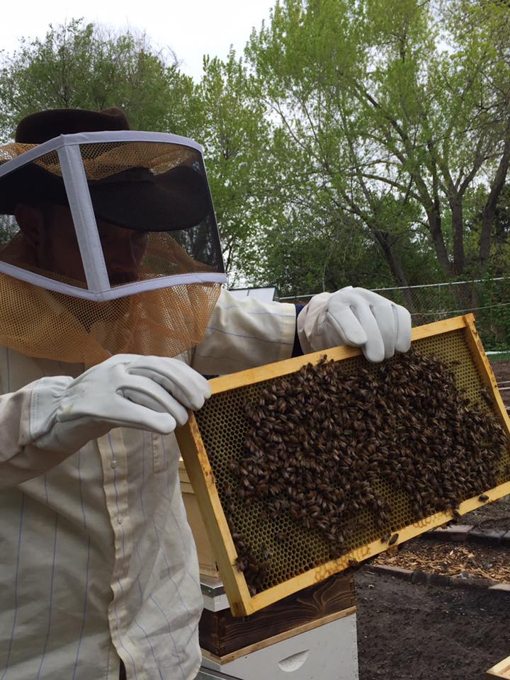 Beekeeping - Paul