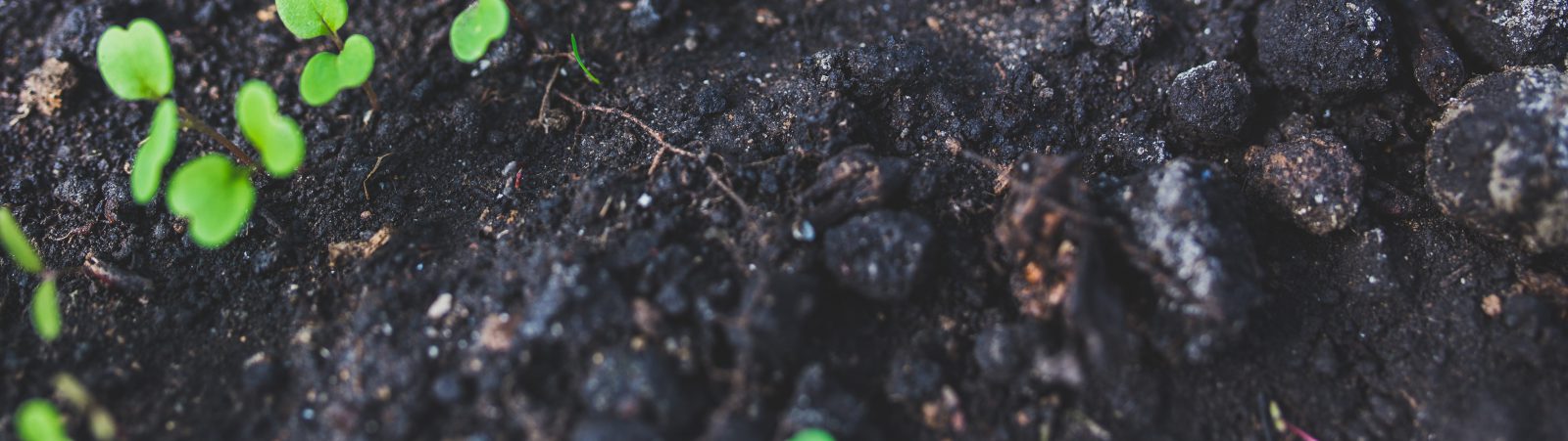 Fleischer Family Farm photo 4